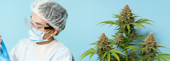 CBD et anesthésie générale